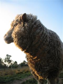 Merino Sheep